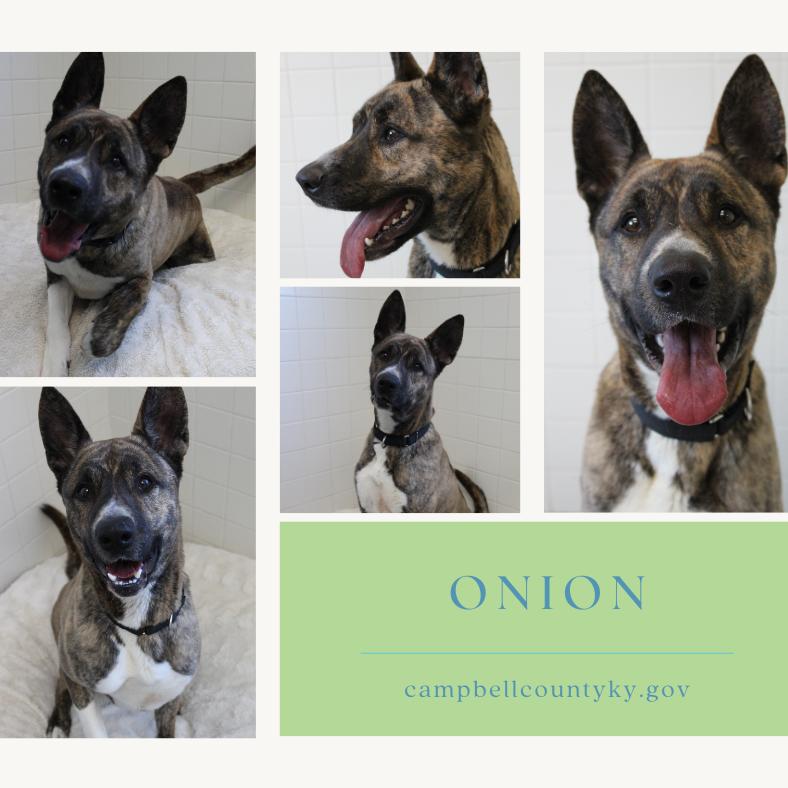 Onion, Adoptable, Adult Male Akita.