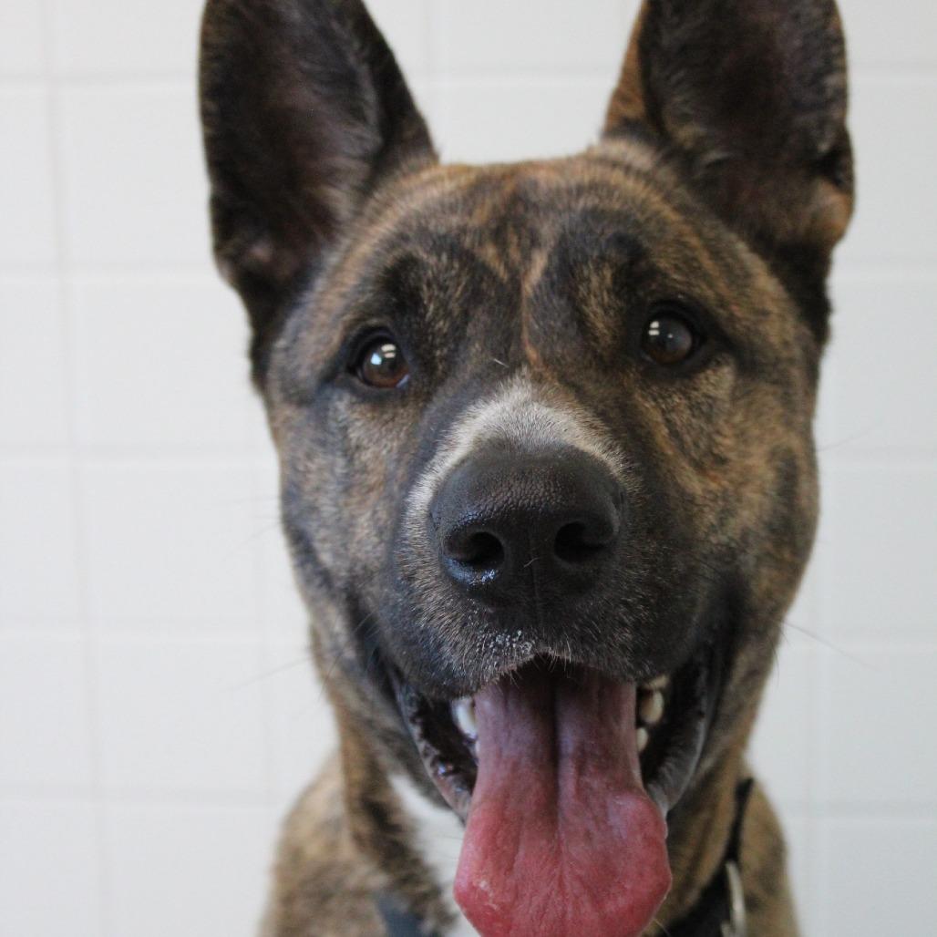 Enlarge Onion, a Adoptable Akita in Melbourne, KY image 3/6