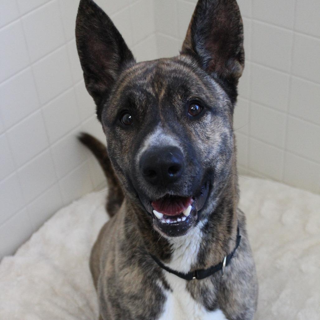 Enlarge Onion, a Adoptable Akita in Melbourne, KY image 4/6