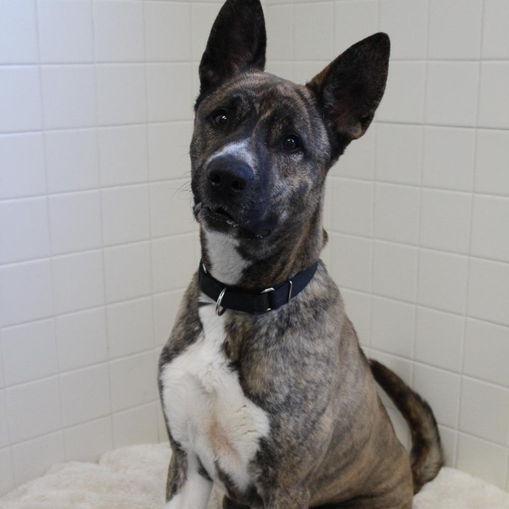 Enlarge Onion, a Adoptable Akita in Melbourne, KY image 5/6