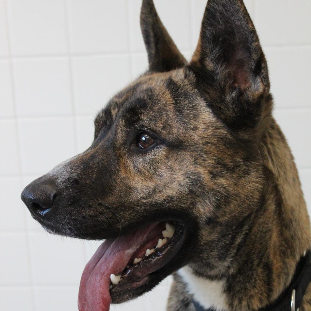 Enlarge Onion, a Adoptable Akita in Melbourne, KY image 6/6