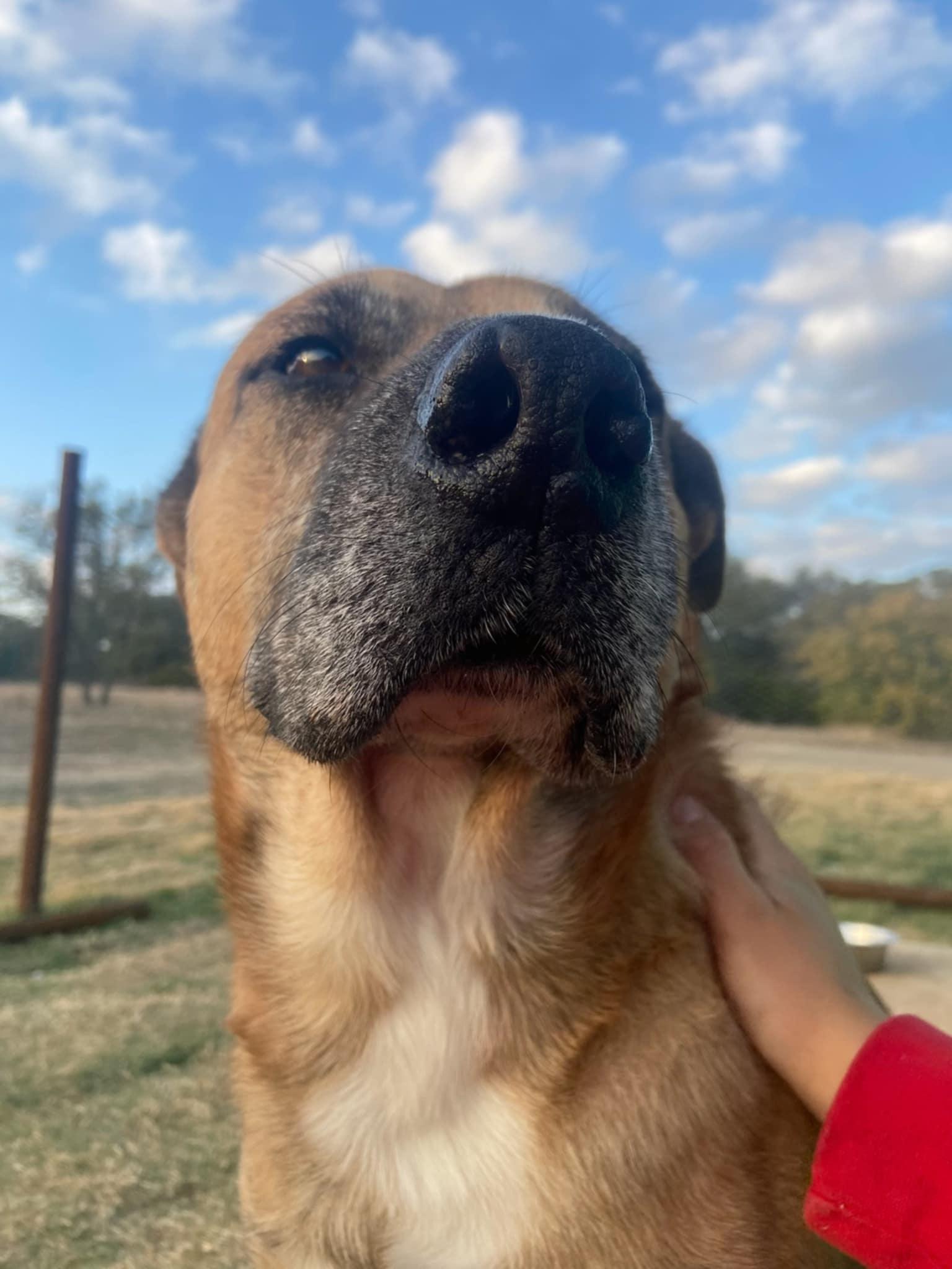 Mason, a ADOPTABLE mixed breed in Temple, TX image 2/6