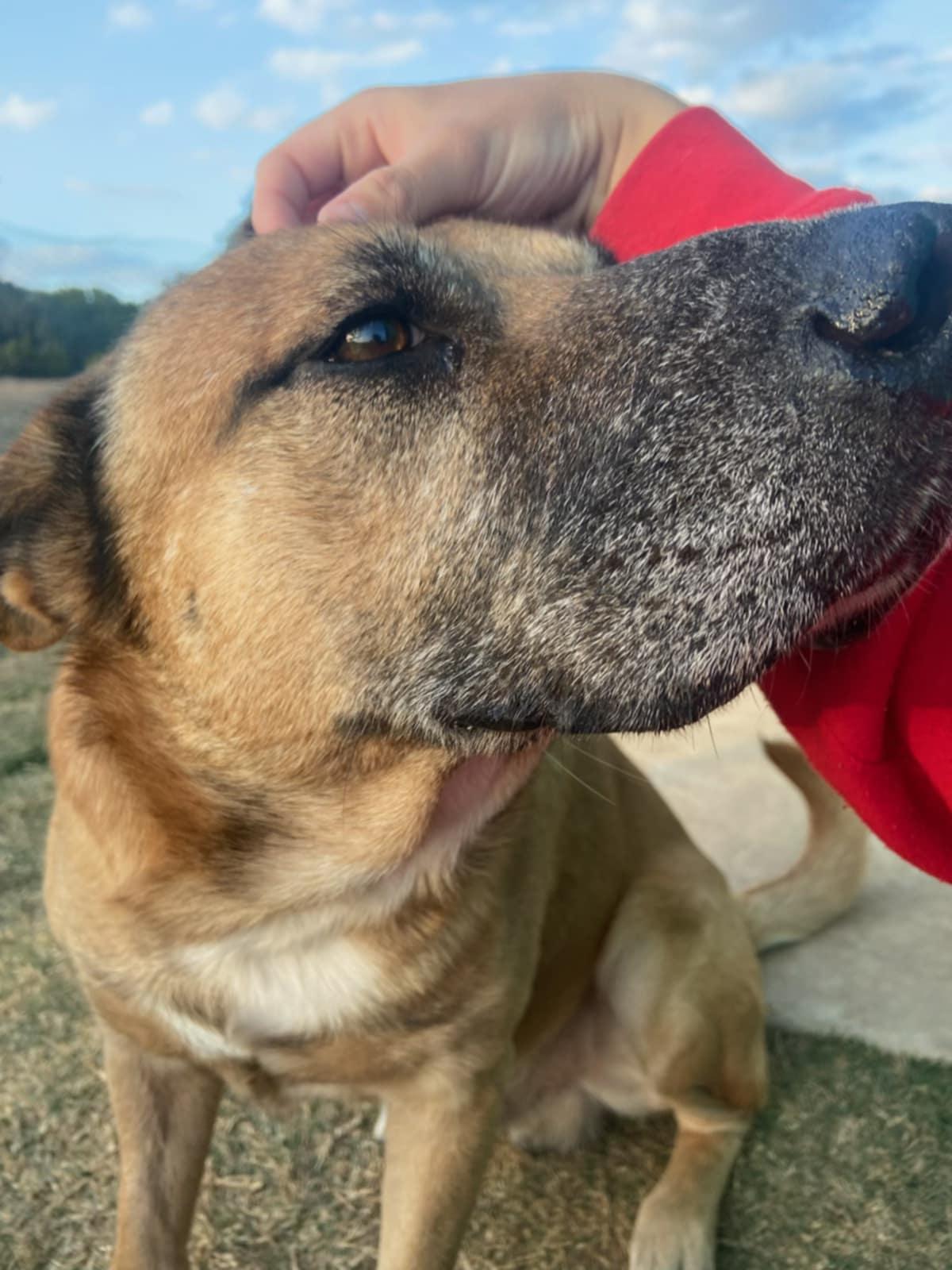 Mason, a ADOPTABLE mixed breed in Temple, TX image 1/6