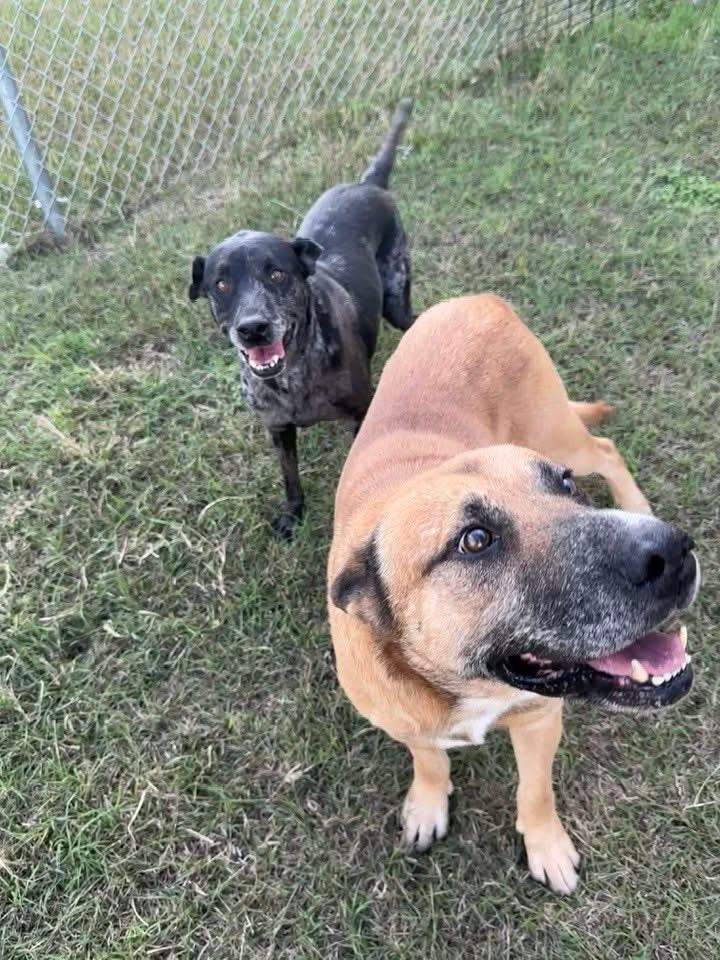 Mason, a ADOPTABLE mixed breed in Temple, TX image 3/6