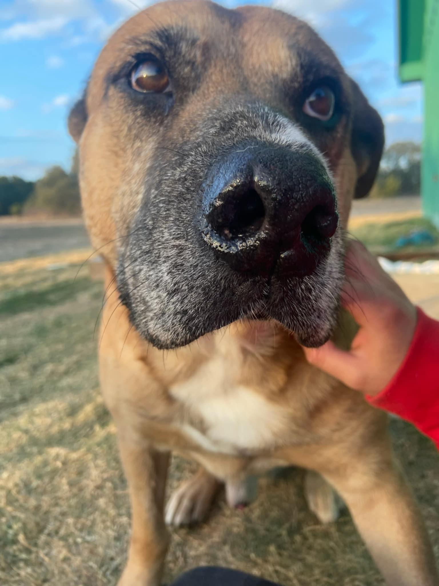 Mason, a ADOPTABLE mixed breed in Temple, TX image 5/6