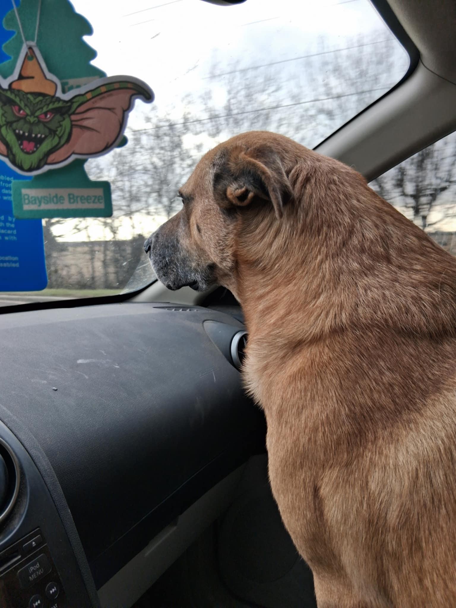 Mason, a ADOPTABLE mixed breed in Temple, TX image 6/6