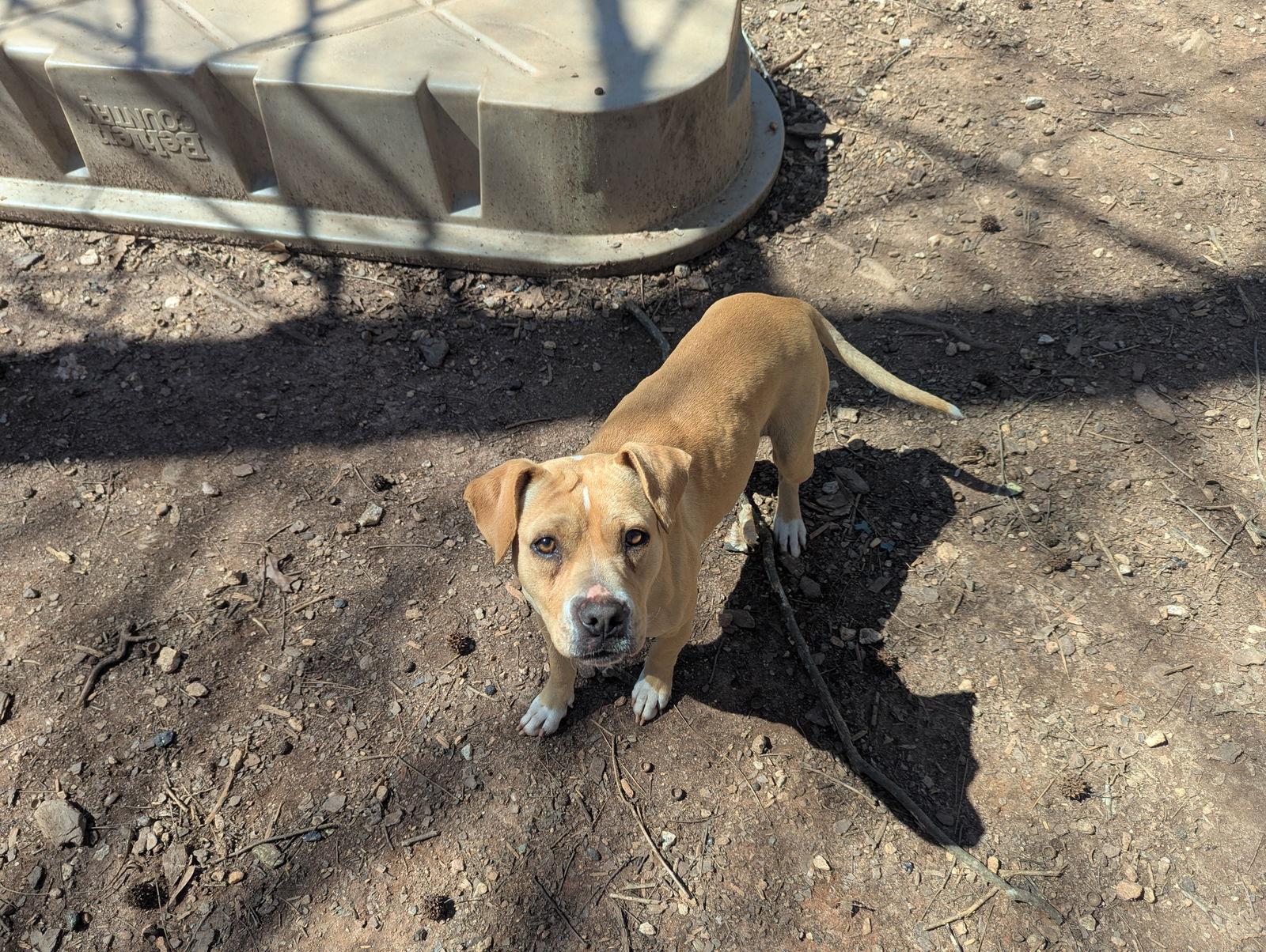 Enlarge Hazel, a Adoptable Mixed Breed in Mc Cormick, SC image 1/3