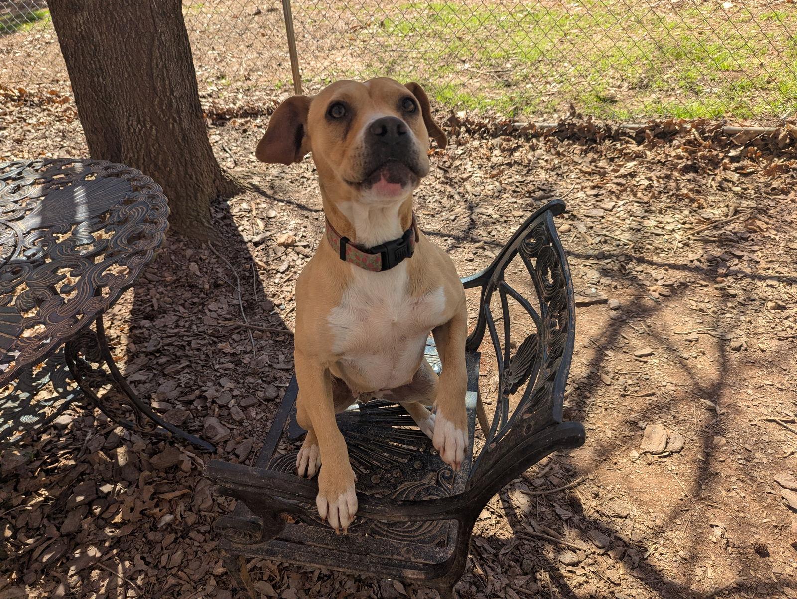 Enlarge Hazel, a Adoptable Mixed Breed in Mc Cormick, SC image 2/3