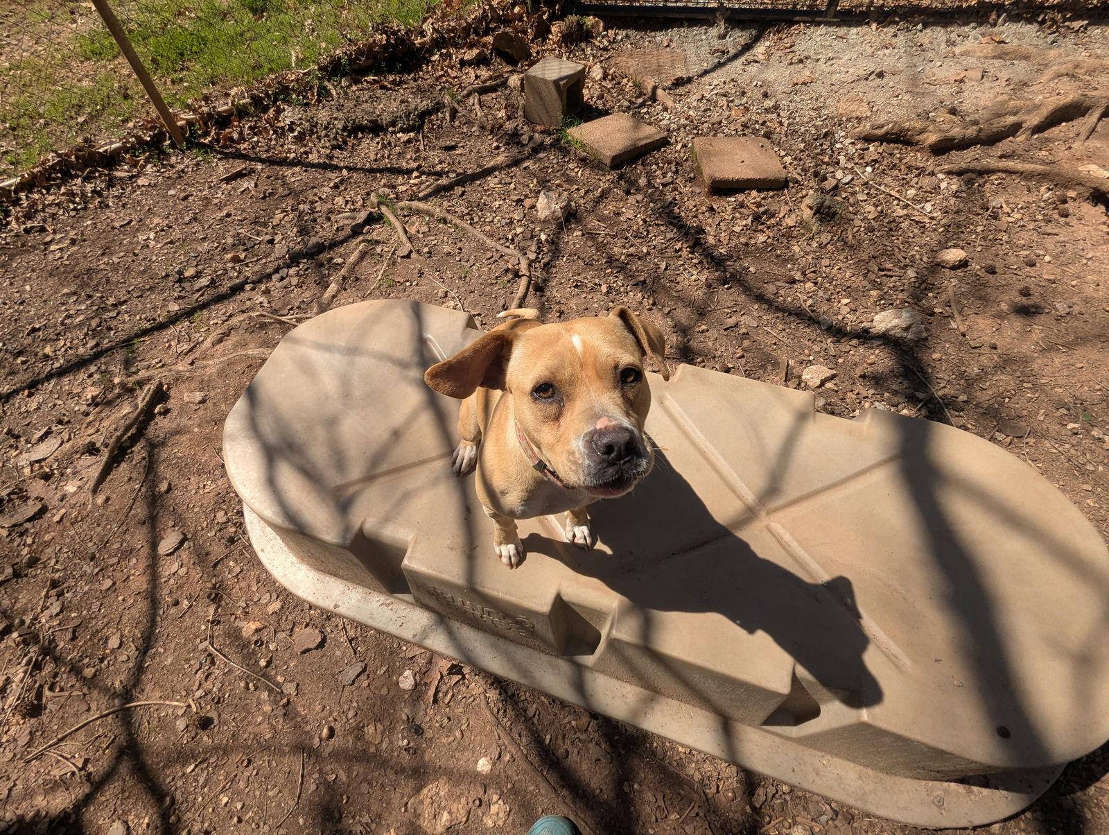 Enlarge Hazel, a Adoptable Mixed Breed in Mc Cormick, SC image 3/3