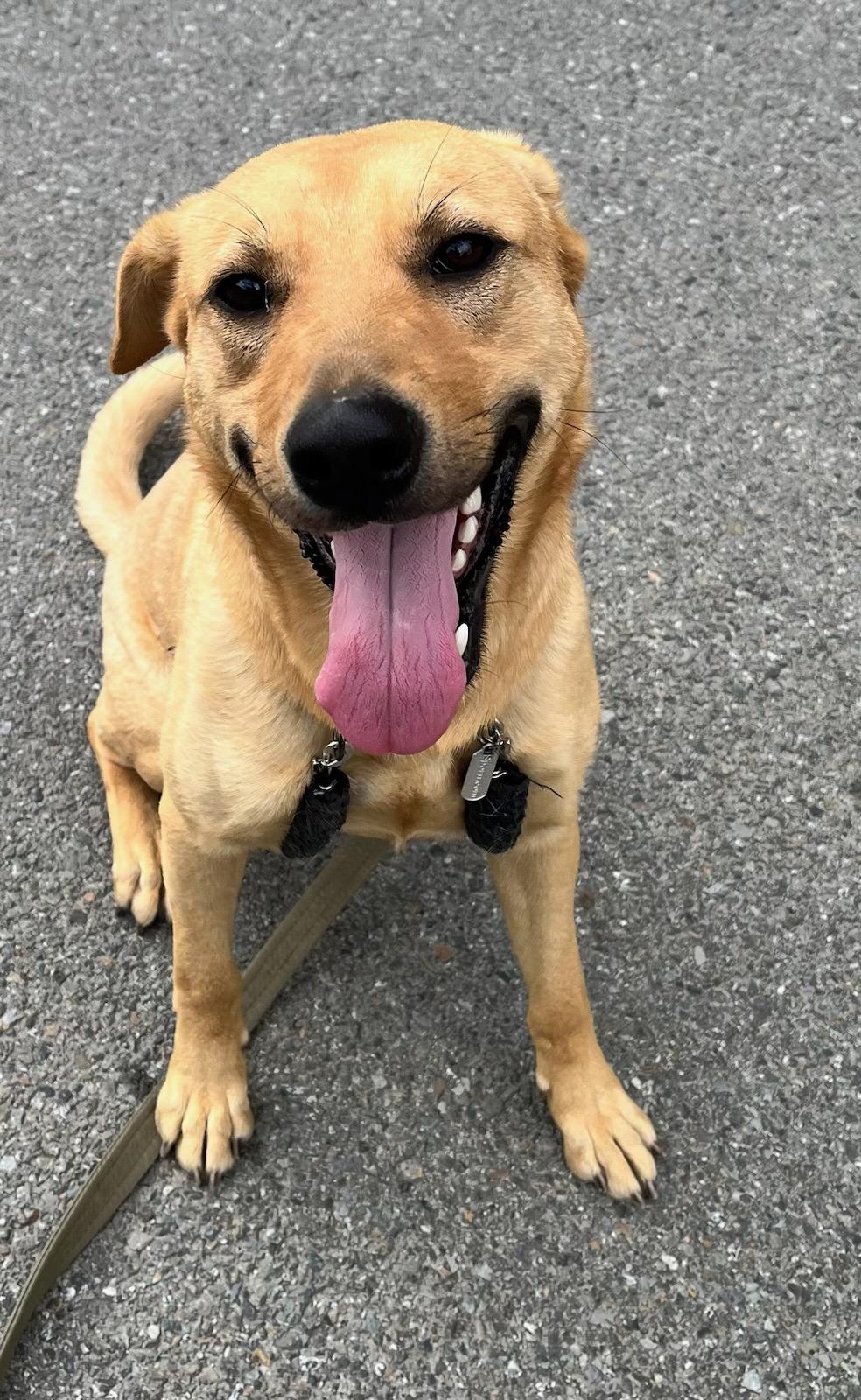 Sage, a ADOPTABLE mixed breed in Kellogg, ID image 4/4