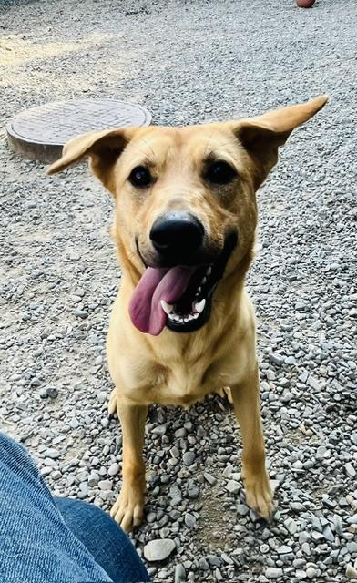 Sage, a ADOPTABLE mixed breed in Kellogg, ID image 2/4