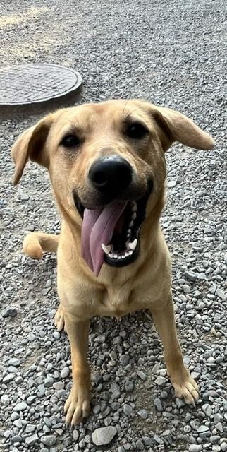 Sage, ADOPTABLE, Young Female Yellow Labrador Retriever.