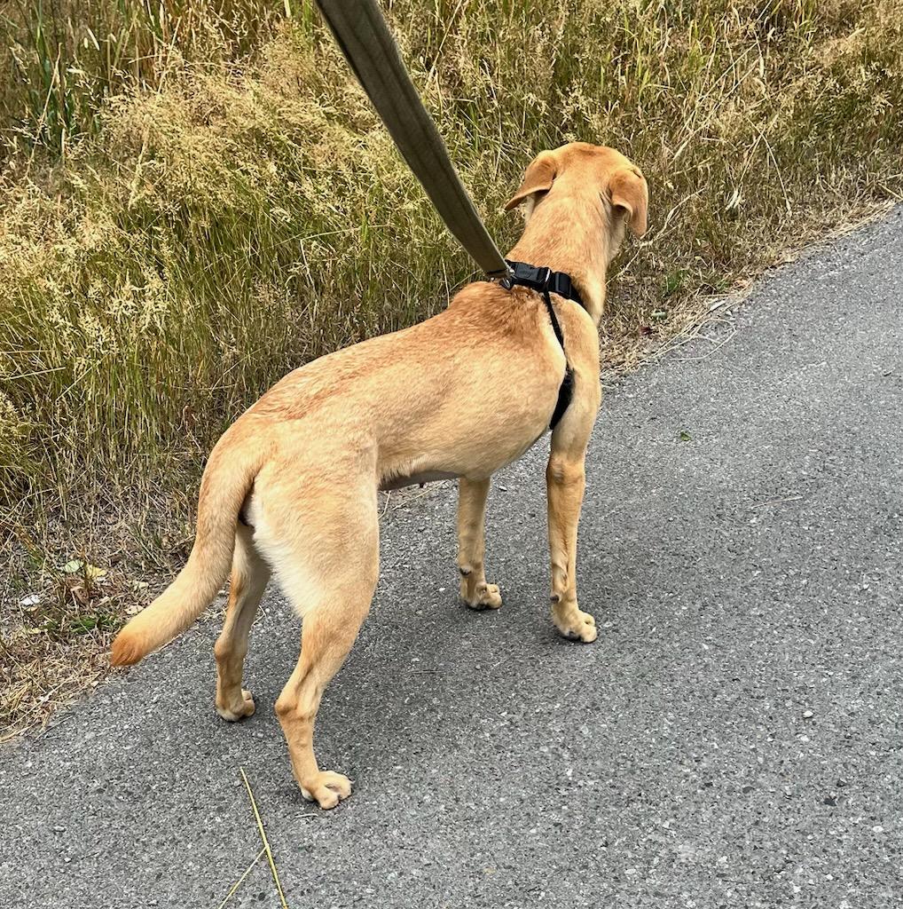 Sage, a ADOPTABLE mixed breed in Kellogg, ID image 3/4
