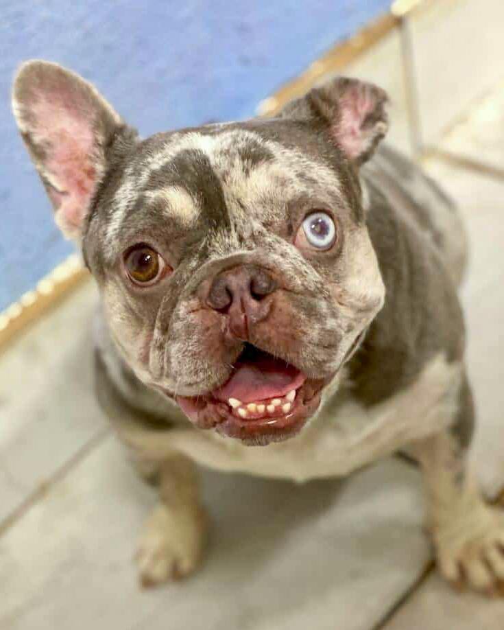 Mabel, Adoptable, Adult Female French Bulldog.
