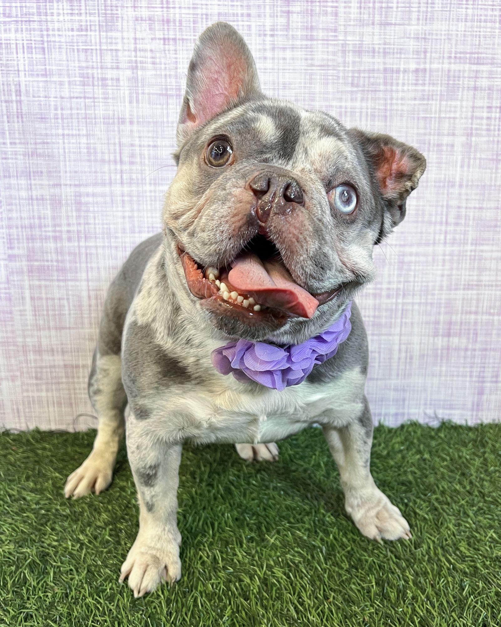 Mabel, Adoptable, Adult Female French Bulldog.