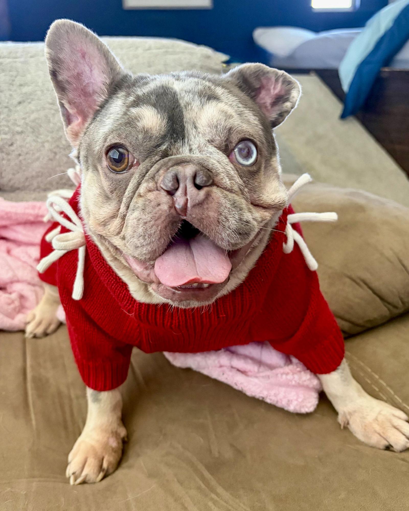 Enlarge Mabel, a Adoptable French Bulldog in Corona, CA image 2/3