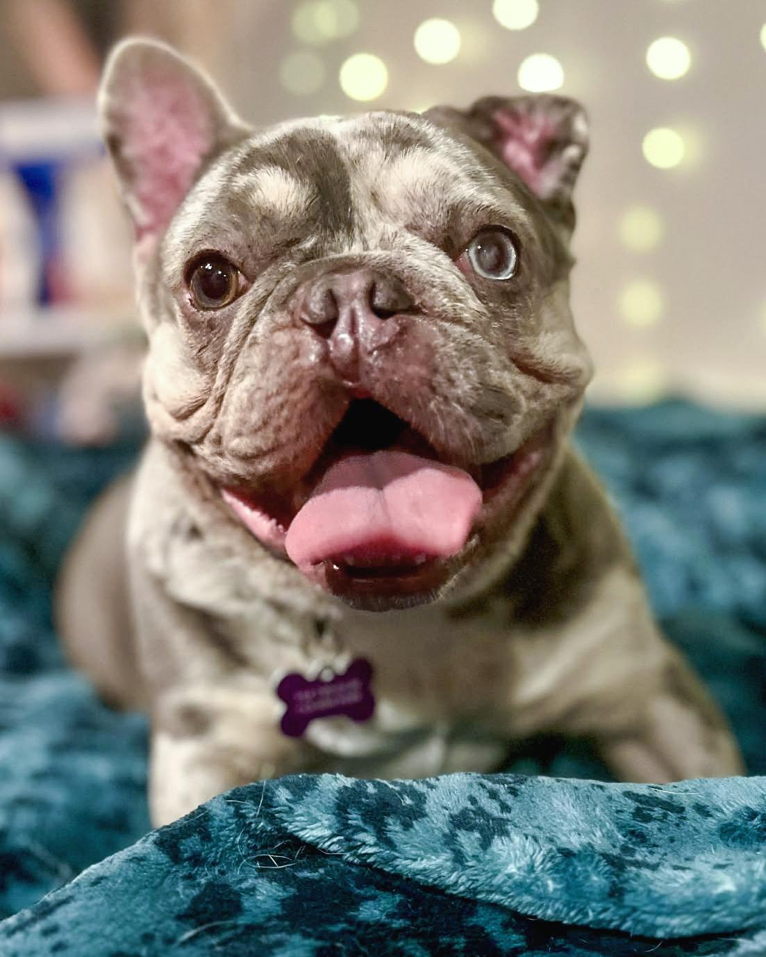 Enlarge Mabel, a Adoptable French Bulldog in Corona, CA image 3/3