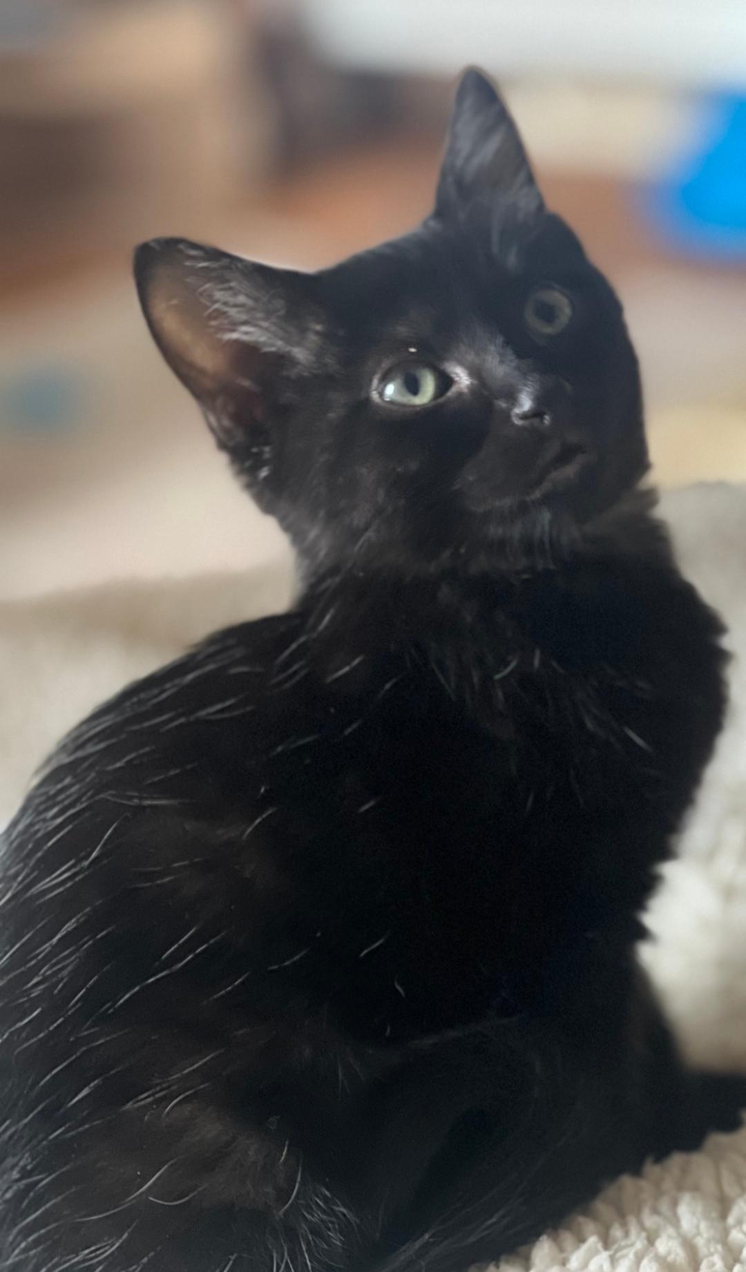 Enlarge Nic, a Adoptable Domestic Short Hair in San Juan Capistrano, CA image 2/2