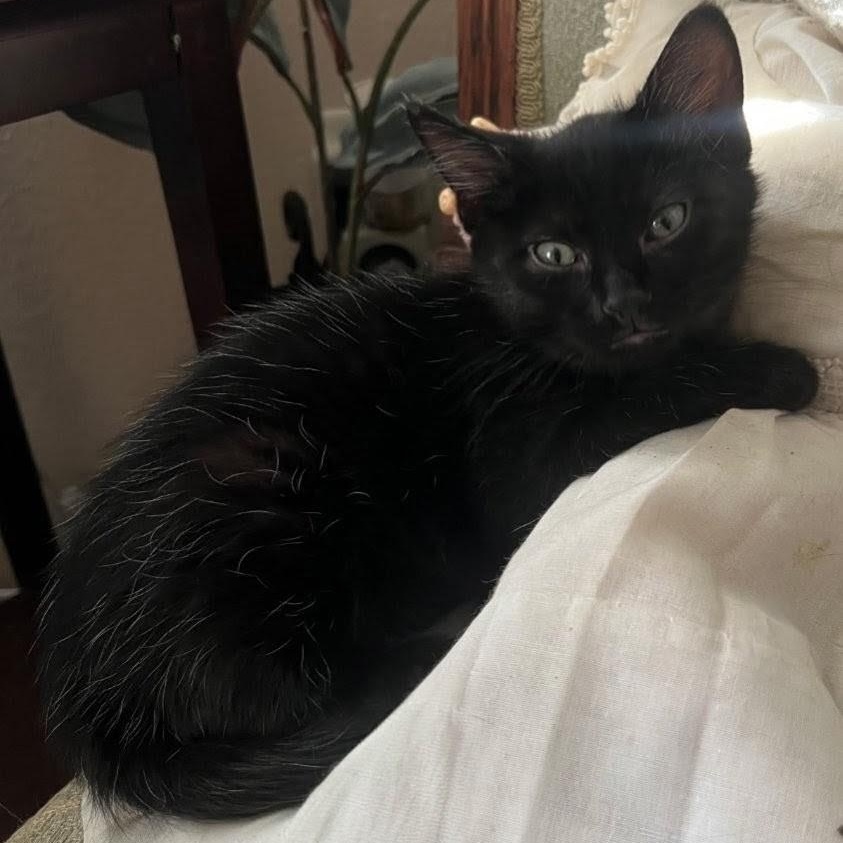 Nic, Adoptable, Kitten Male Domestic Short Hair.