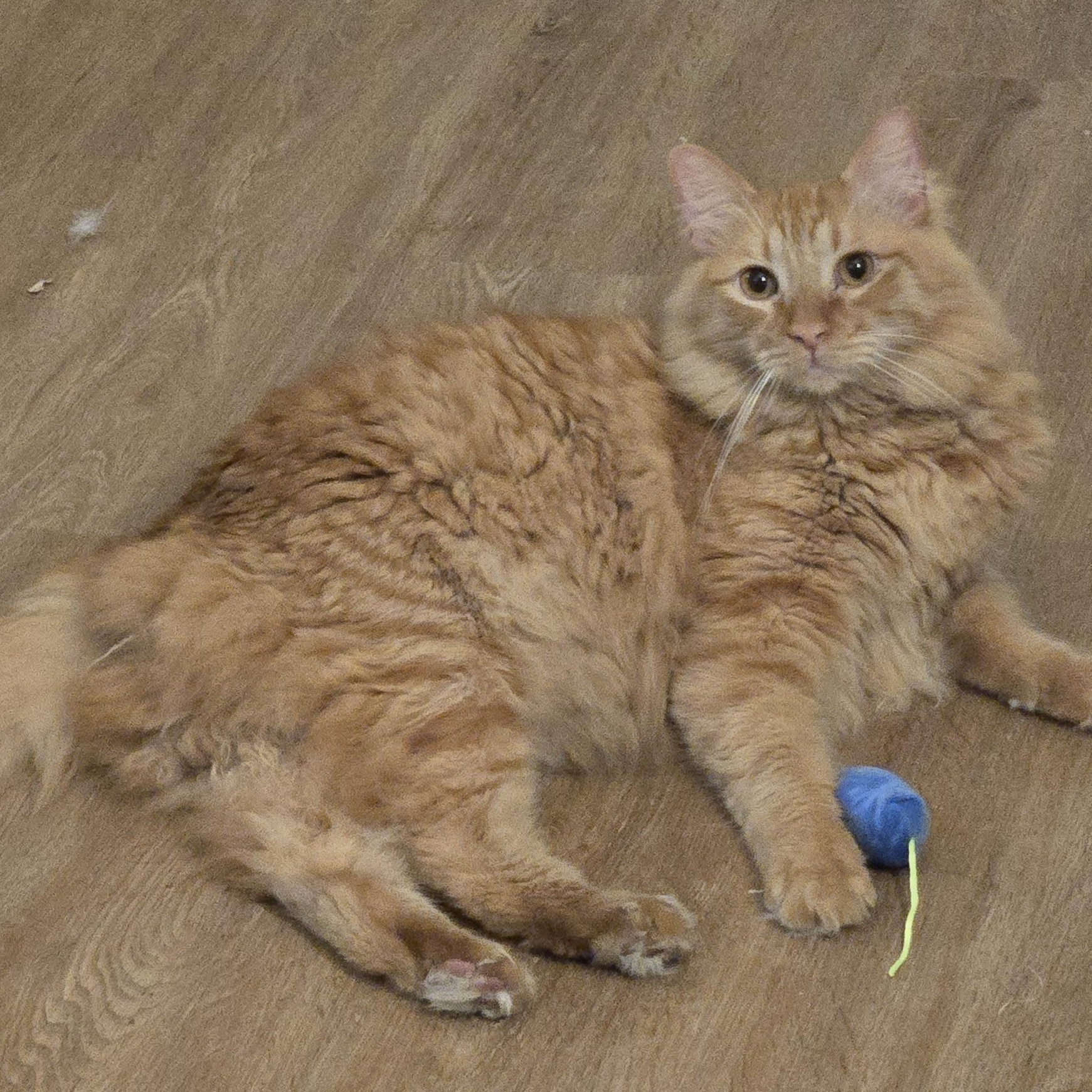 Simon and Valentino (Bonded Brothers), a Adoptable Tabby in Fullerton, CA image 2/5