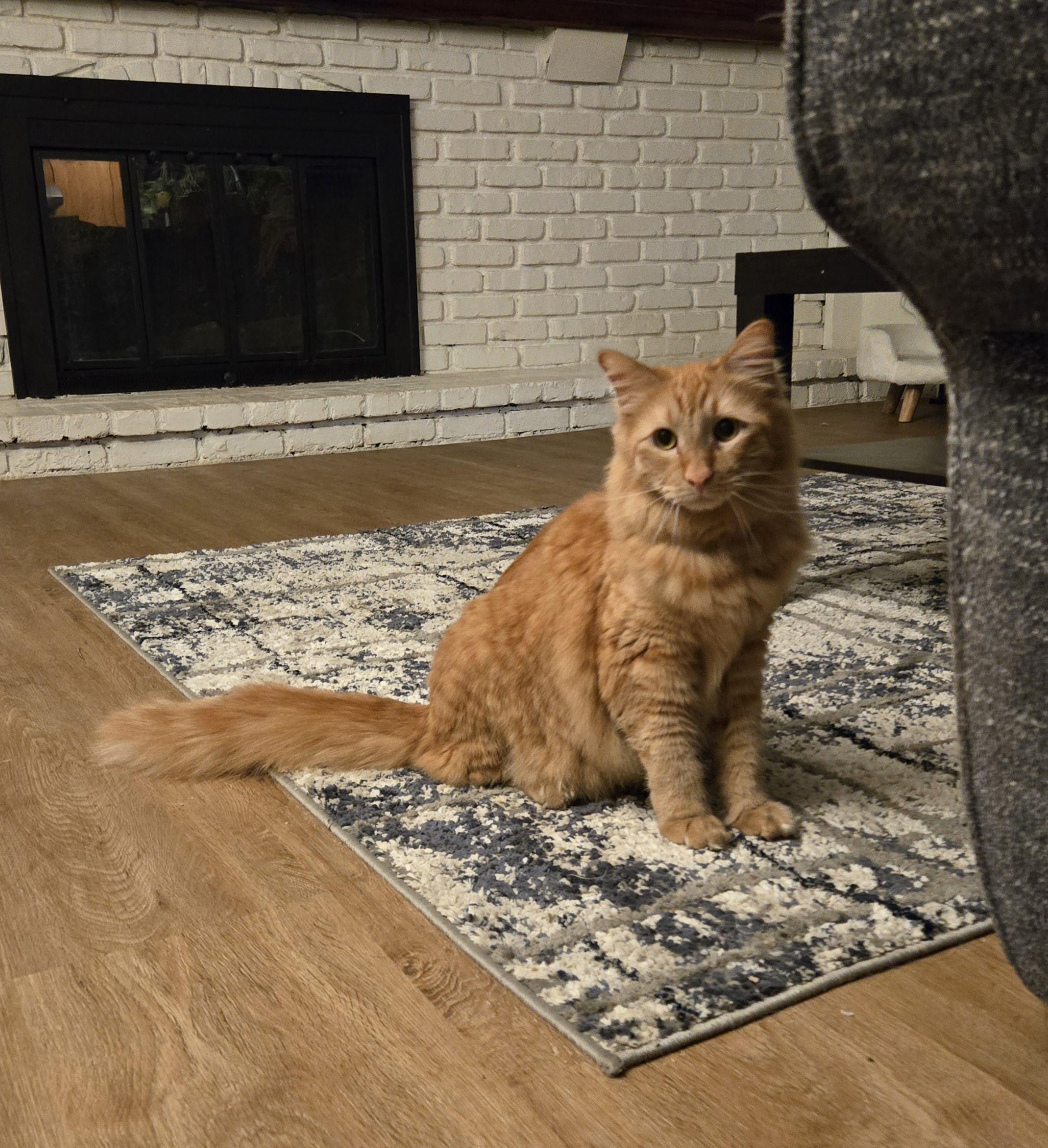 Simon and Valentino (Bonded Brothers), a Adoptable Tabby in Fullerton, CA image 3/5
