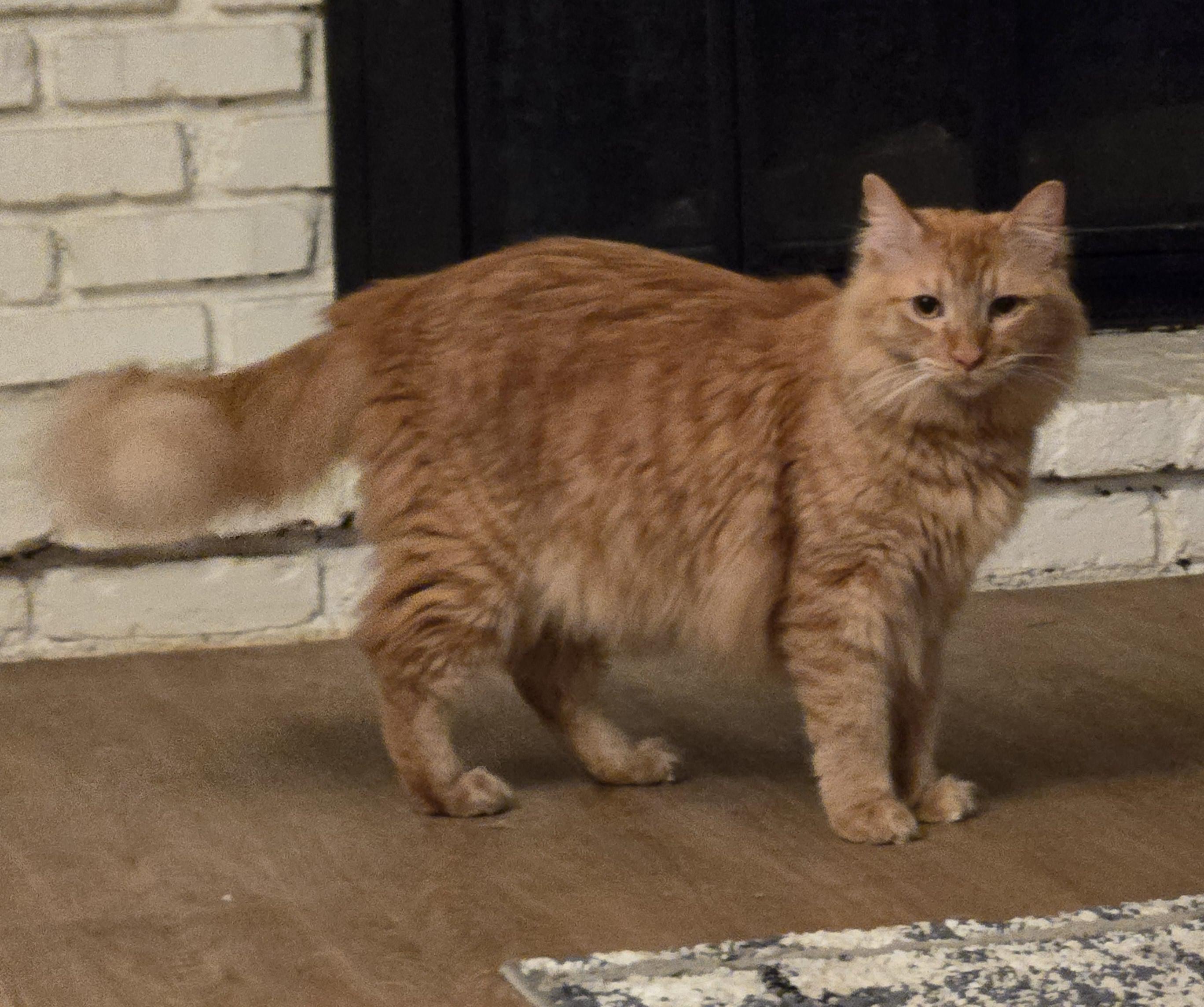 Simon and Valentino (Bonded Brothers), a Adoptable Tabby in Fullerton, CA image 4/5