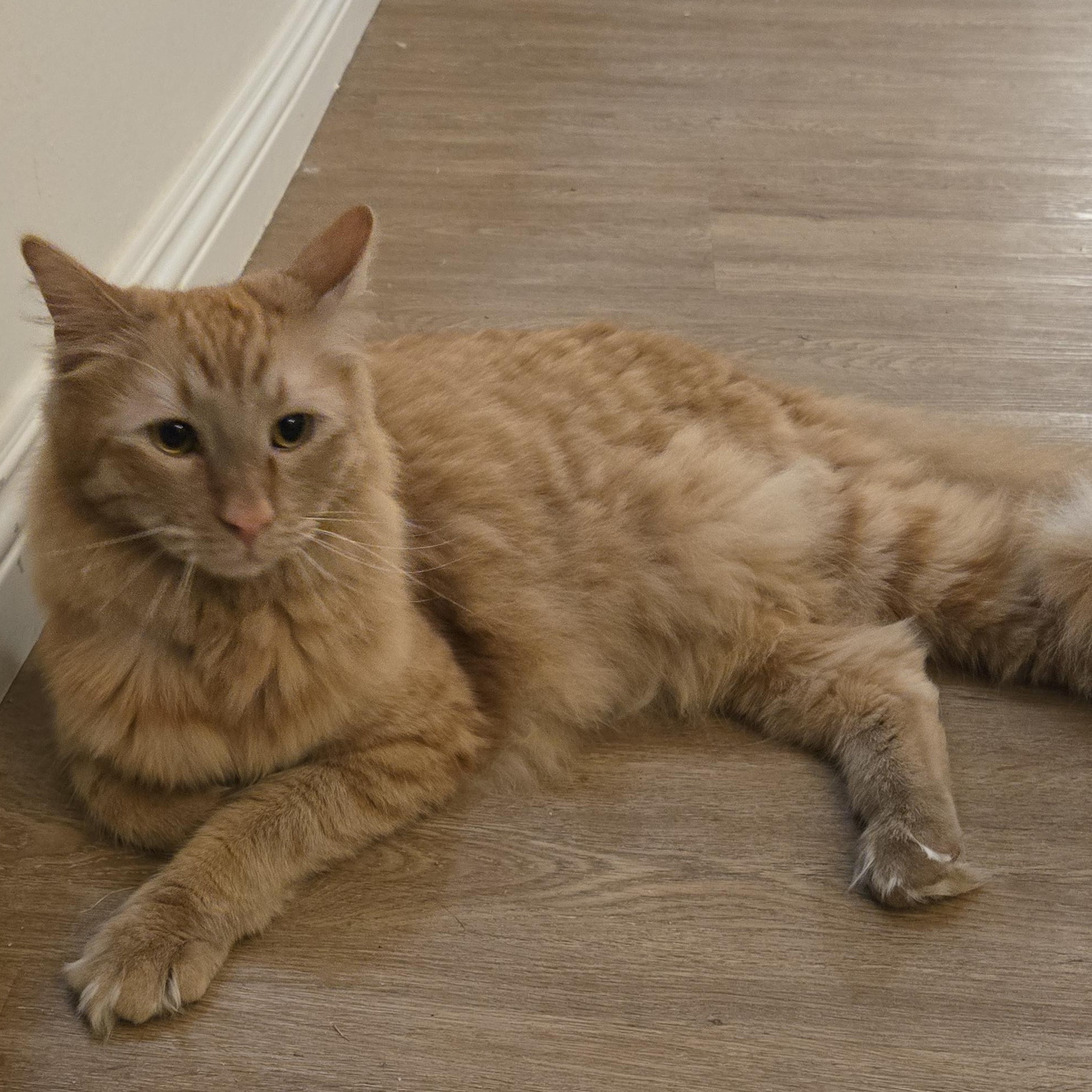 Simon and Valentino (Bonded Brothers), a Adoptable Tabby in Fullerton, CA image 5/5
