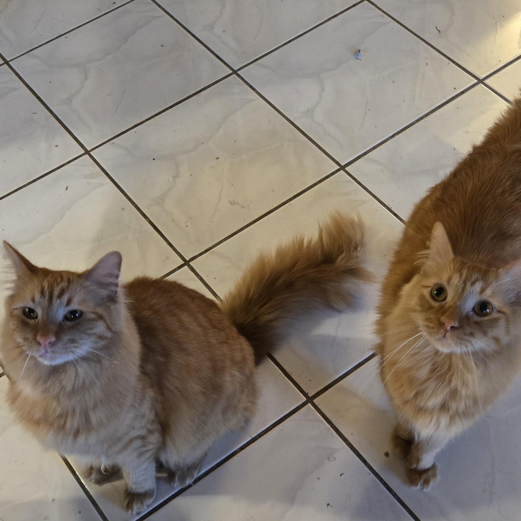 Simon and Valentino (Bonded Brothers), Adoptable, Adult Male Tabby.