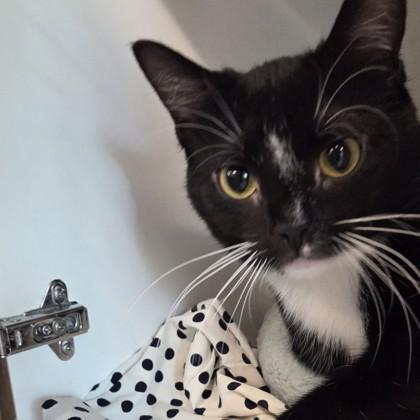 Enlarge Cindy, a Adoptable mixed breed in Voorhees, NJ image 1/3