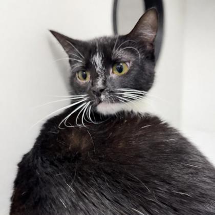 Cindy, Adoptable, Adult Female Domestic Short Hair & Domestic Short Hair.