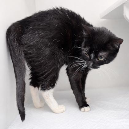 Enlarge Cindy, a Adoptable mixed breed in Voorhees, NJ image 2/3