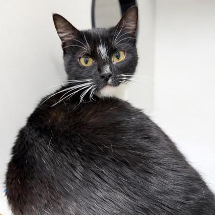 Enlarge Cindy, a Adoptable mixed breed in Voorhees, NJ image 3/3