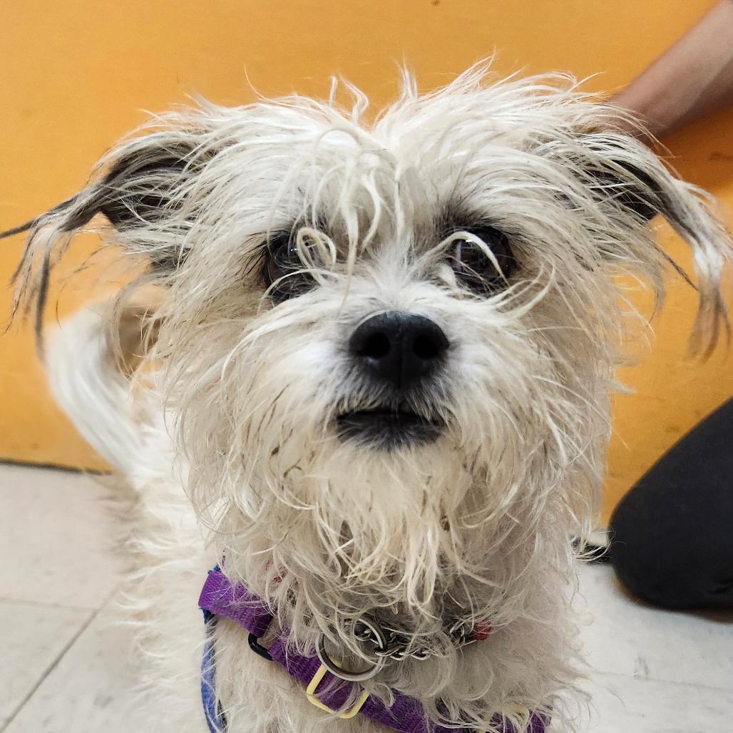 MOON MUFFIN, adopted, Young Female Shih Tzu & Miniature Poodle.