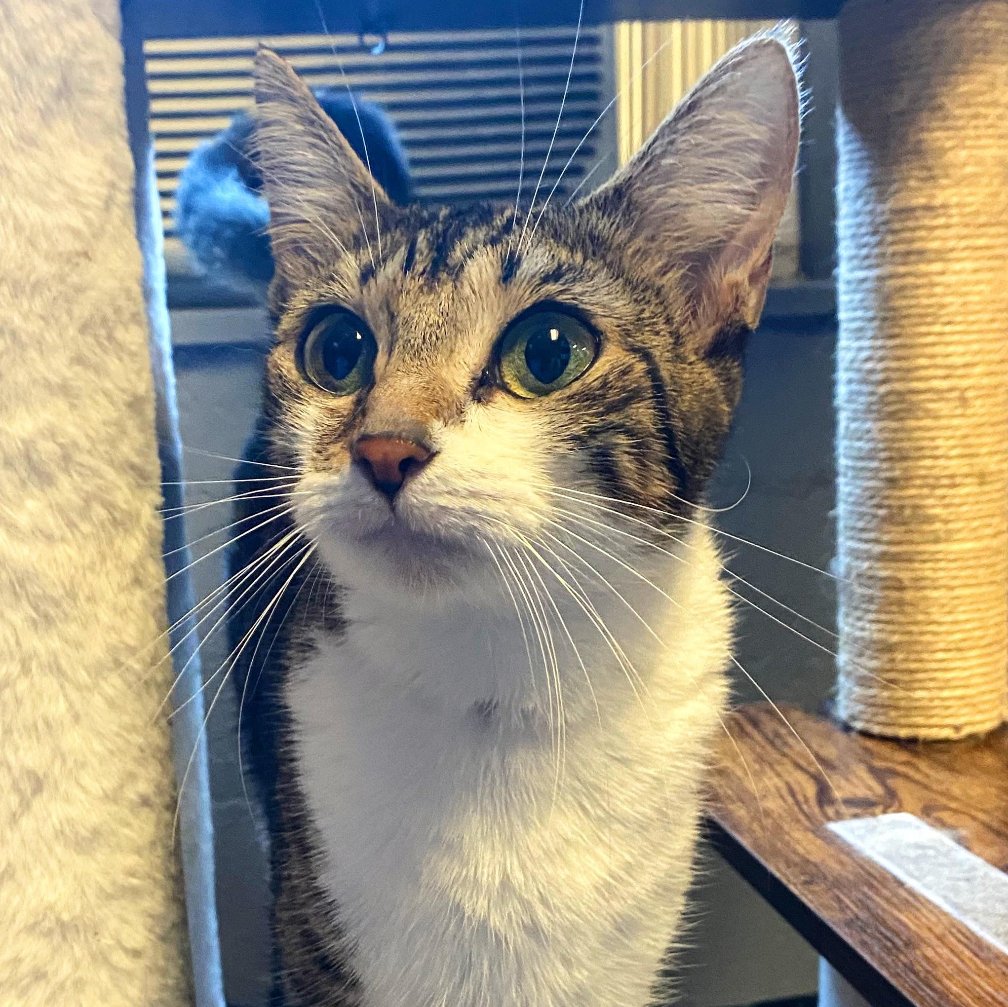 Enlarge River @ Fat Cat Books, a Adoptable Domestic Short Hair in Tallahassee, FL image 1/3