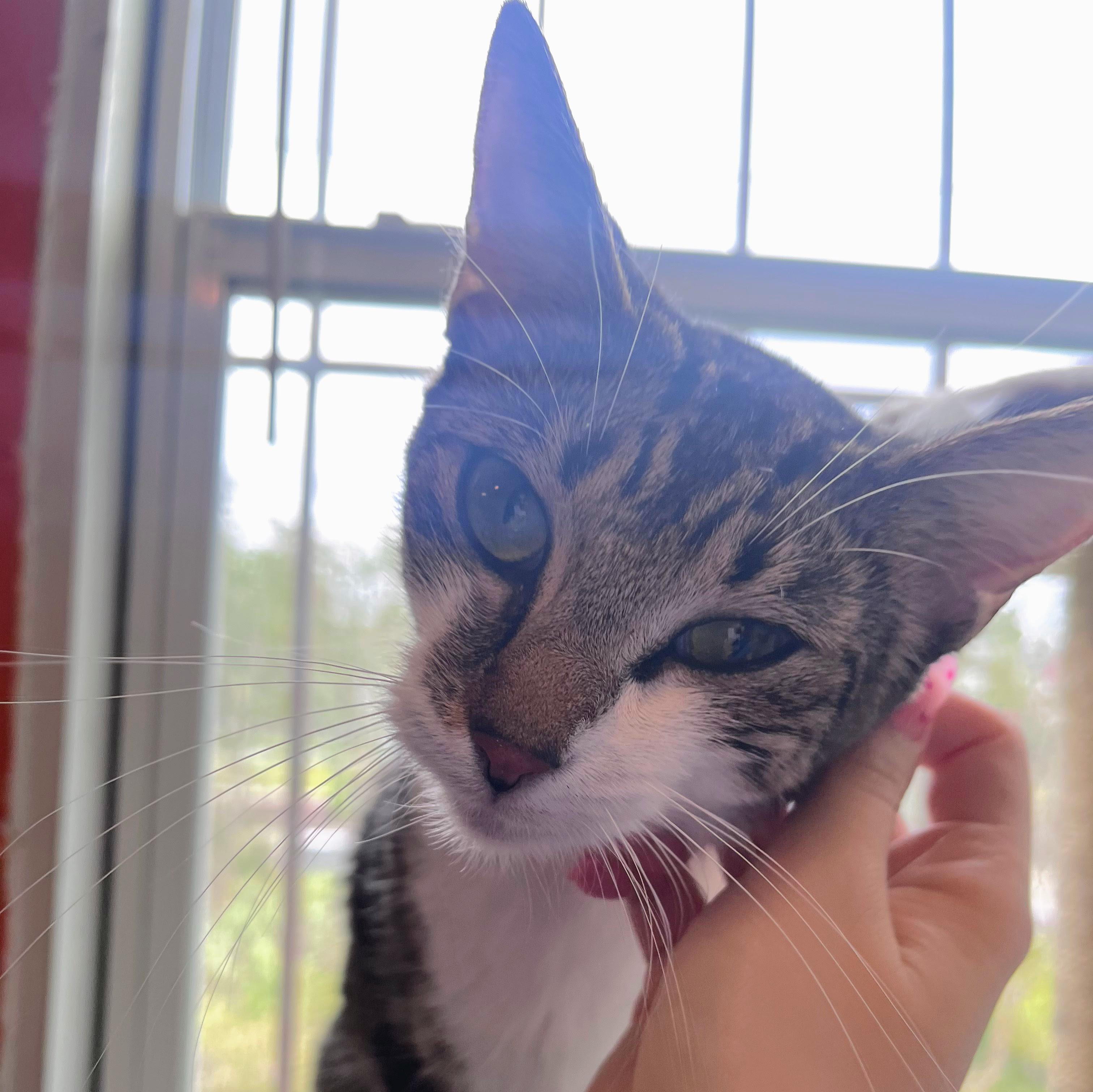 Enlarge River @ Fat Cat Books, a Adoptable Domestic Short Hair in Tallahassee, FL image 2/3