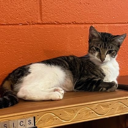 Enlarge River @ Fat Cat Books, a Adoptable Domestic Short Hair in Tallahassee, FL image 3/3