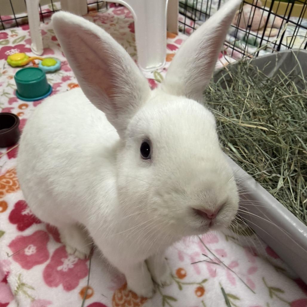 Dodgeball, Adoptable, Young Male Bunny Rabbit.
