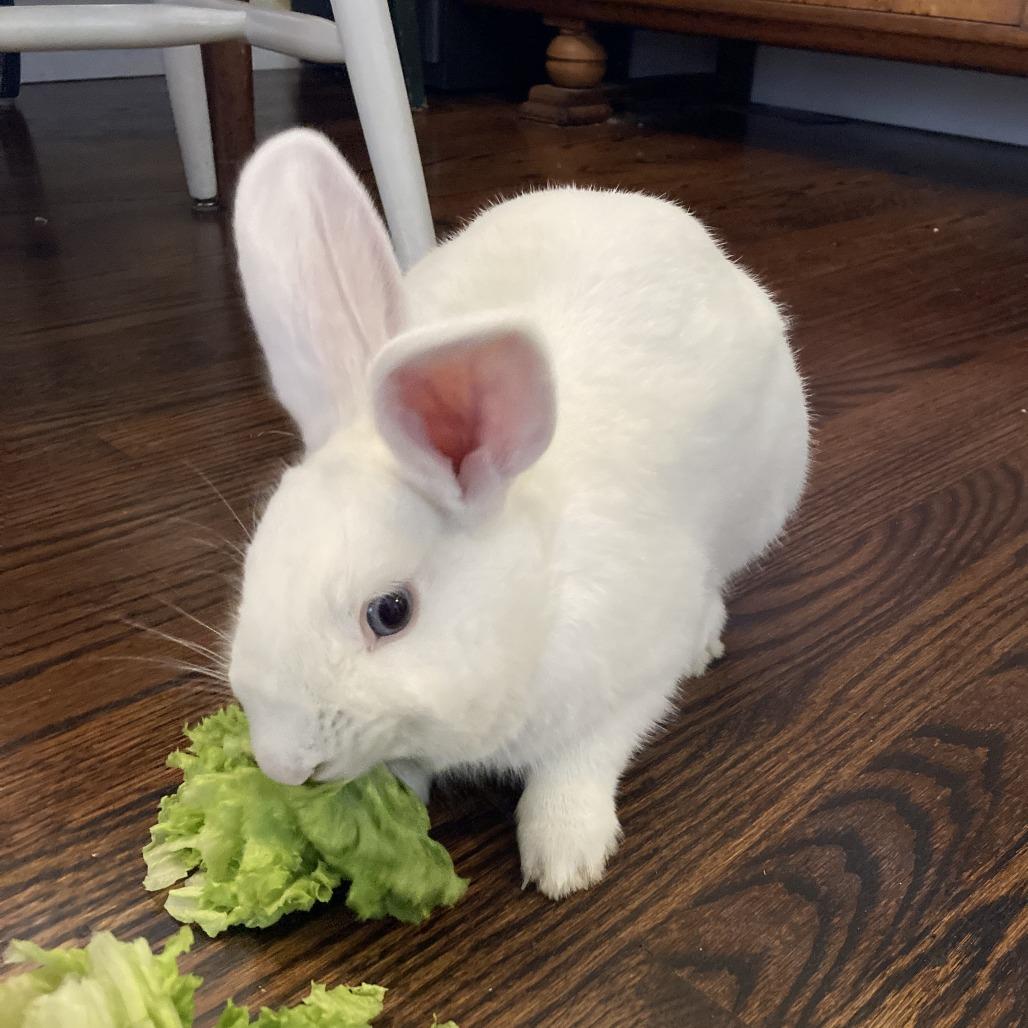 Dodgeball, Adoptable, Young Male Bunny Rabbit.