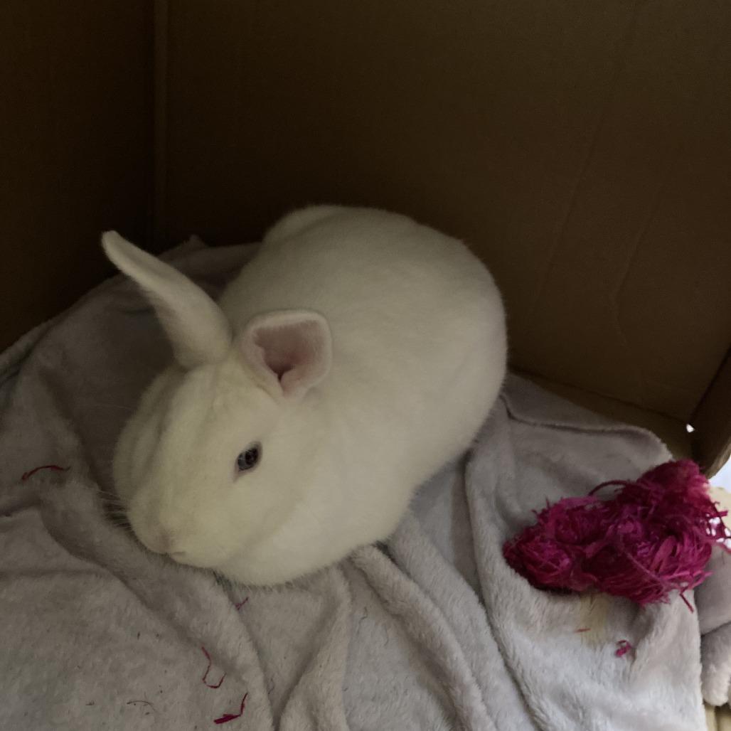 Enlarge Dodgeball, a Adoptable Bunny Rabbit in Richmond, CA image 3/6