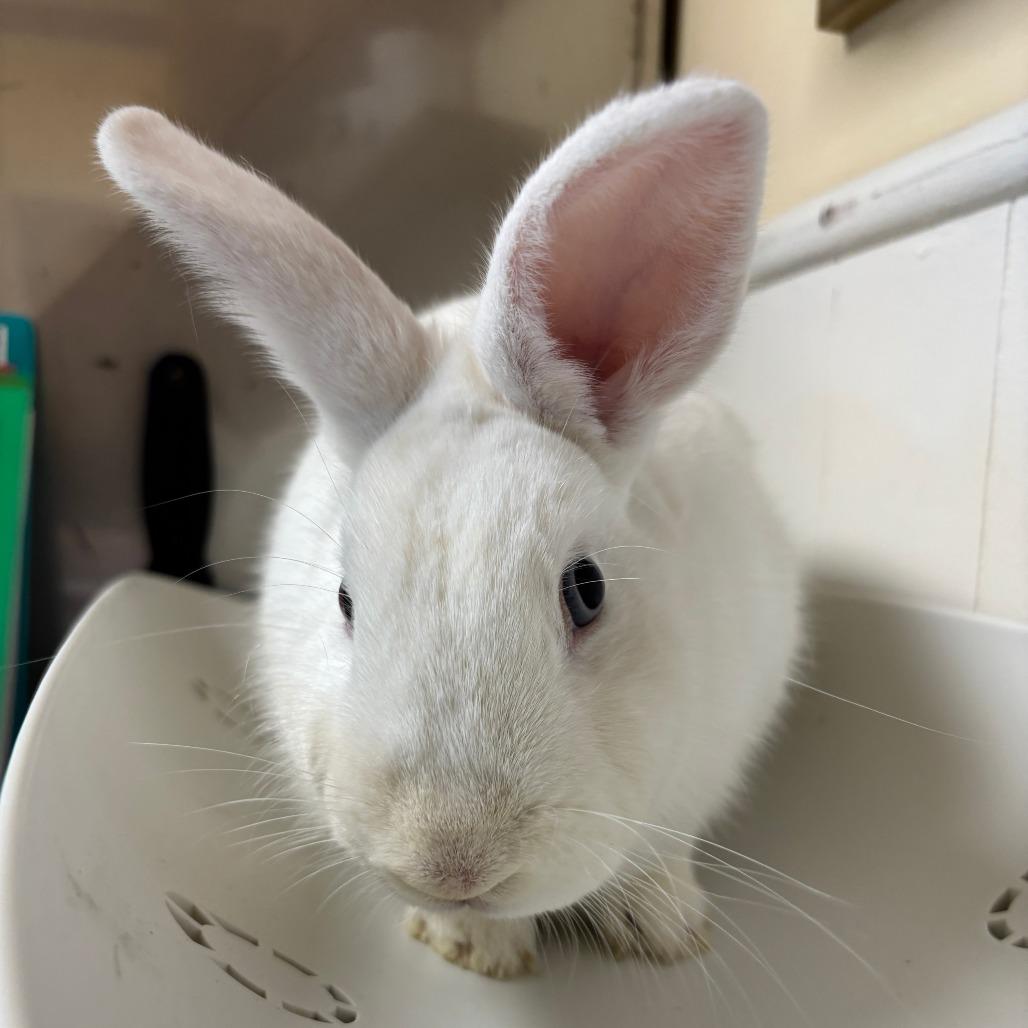 Enlarge Dodgeball, a Adoptable Bunny Rabbit in Richmond, CA image 4/6