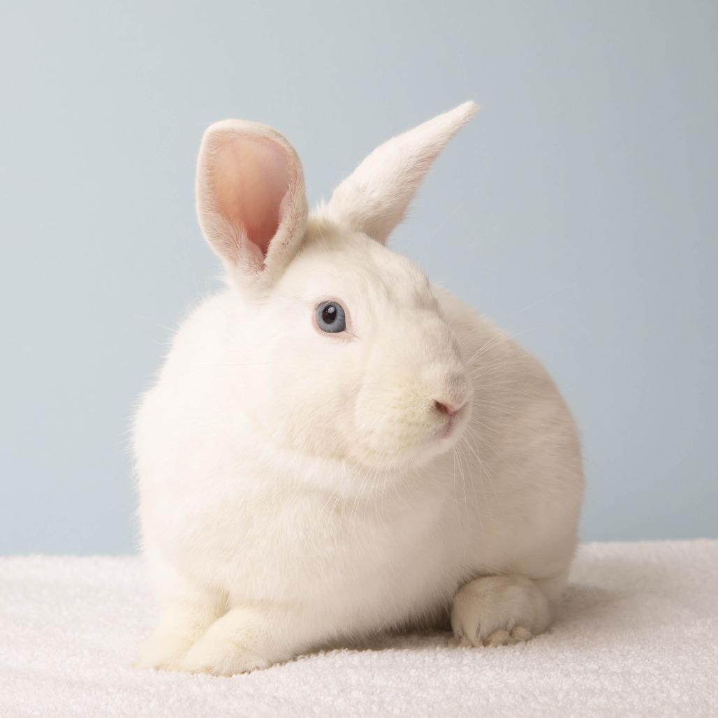 Enlarge Dodgeball, a Adoptable Bunny Rabbit in Richmond, CA image 4/6