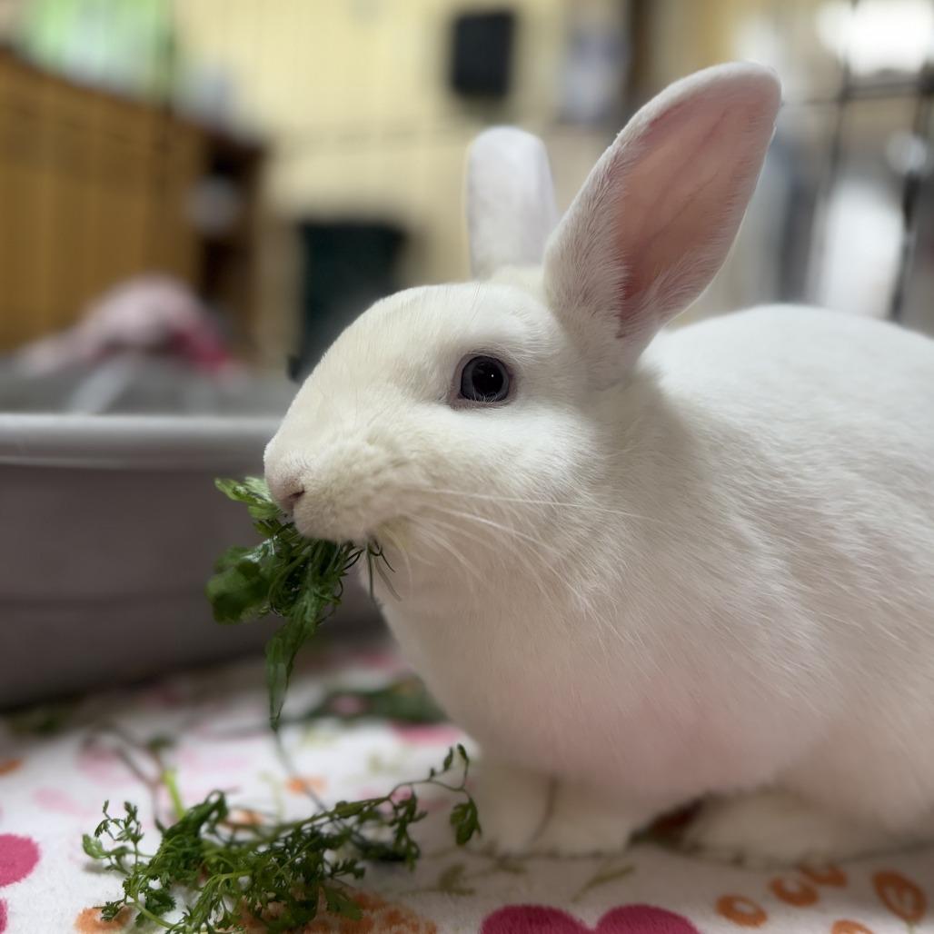 Enlarge Dodgeball, a Adoptable Bunny Rabbit in Richmond, CA image 4/6
