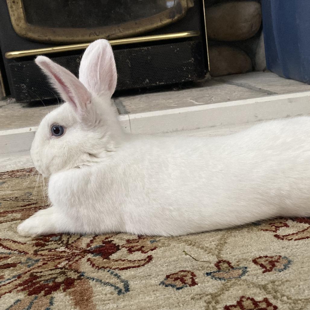 Enlarge Dodgeball, a Adoptable Bunny Rabbit in Richmond, CA image 5/6