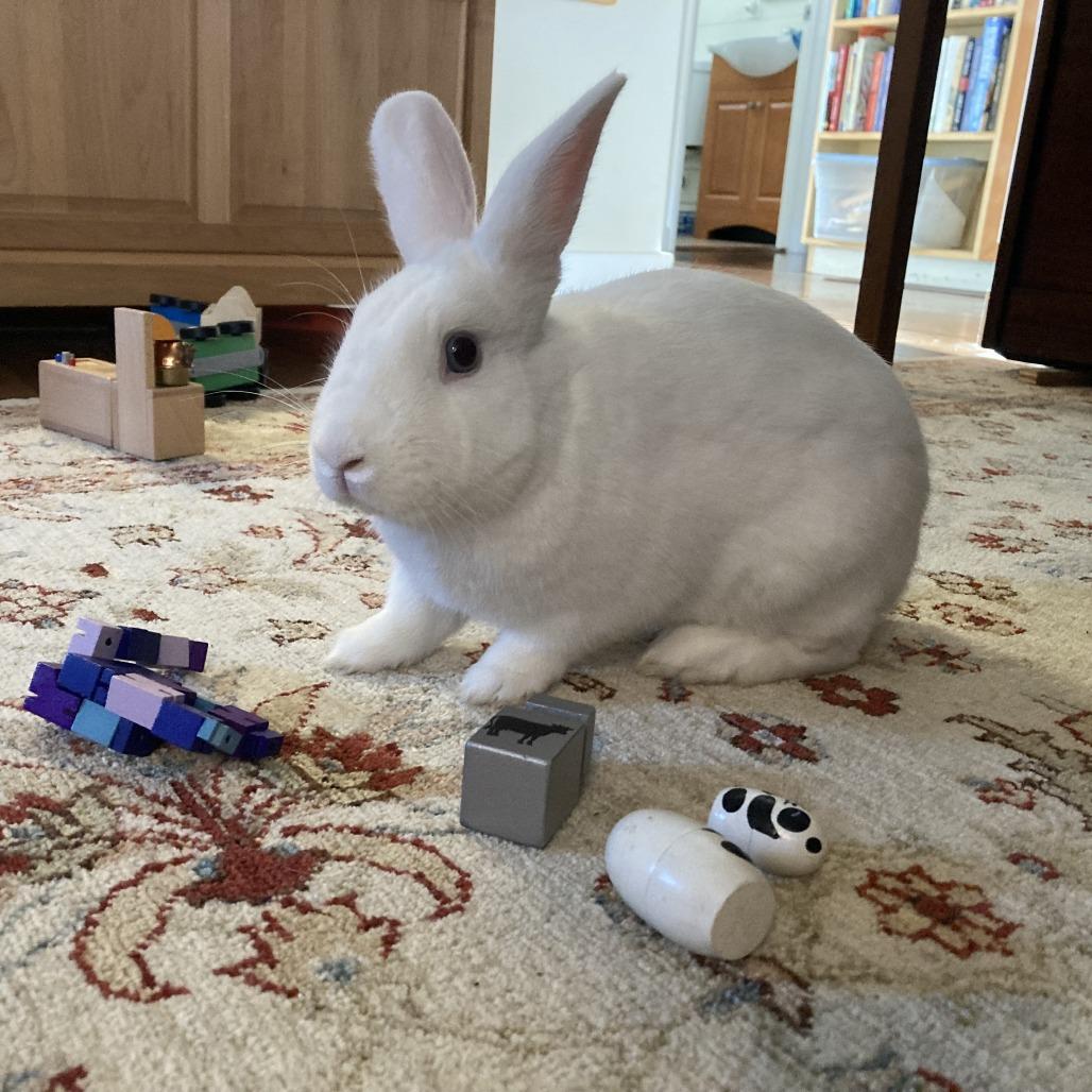 Enlarge Dodgeball, a Adoptable Bunny Rabbit in Richmond, CA image 6/6