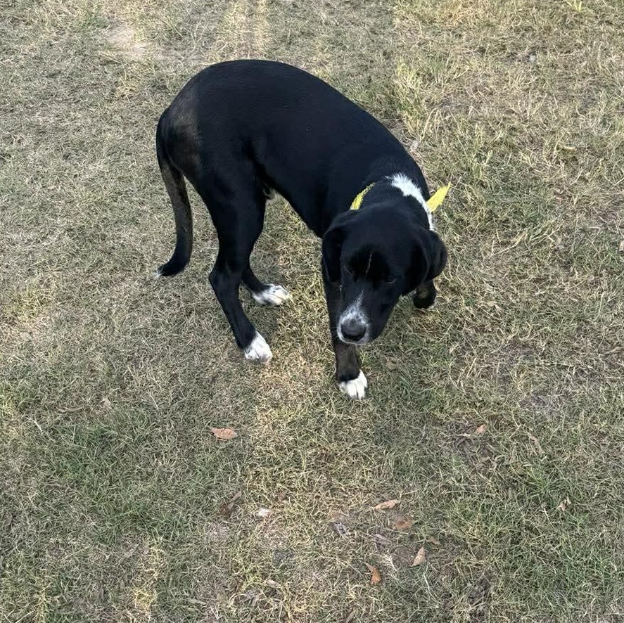 Harley — thumbnail 3