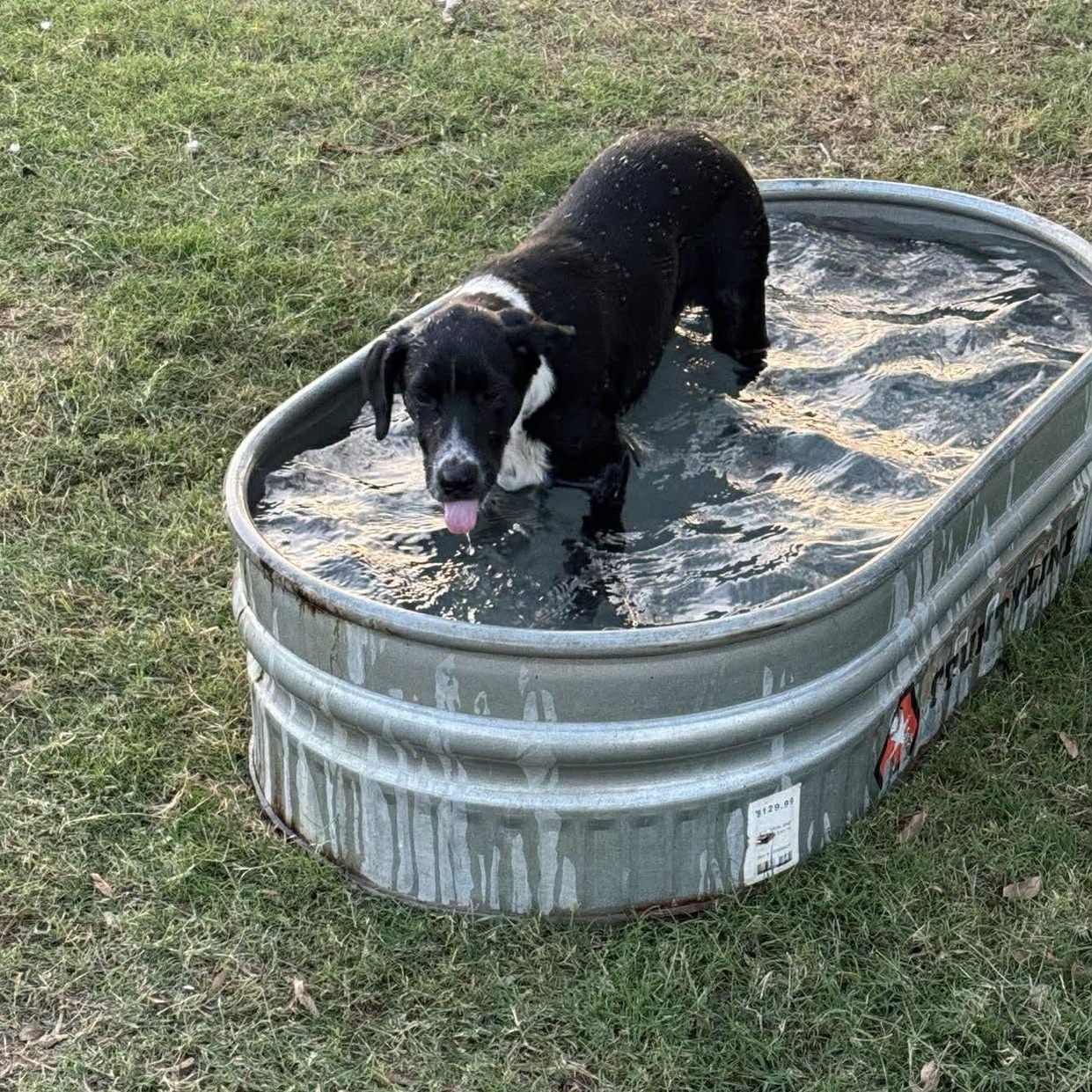 Harley — thumbnail 5