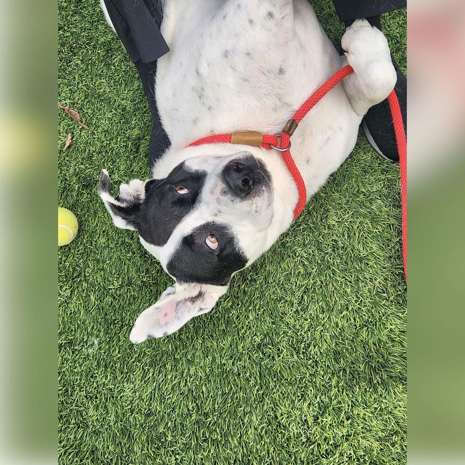 Nico, Adopted, Adult Male Staffordshire Bull Terrier.