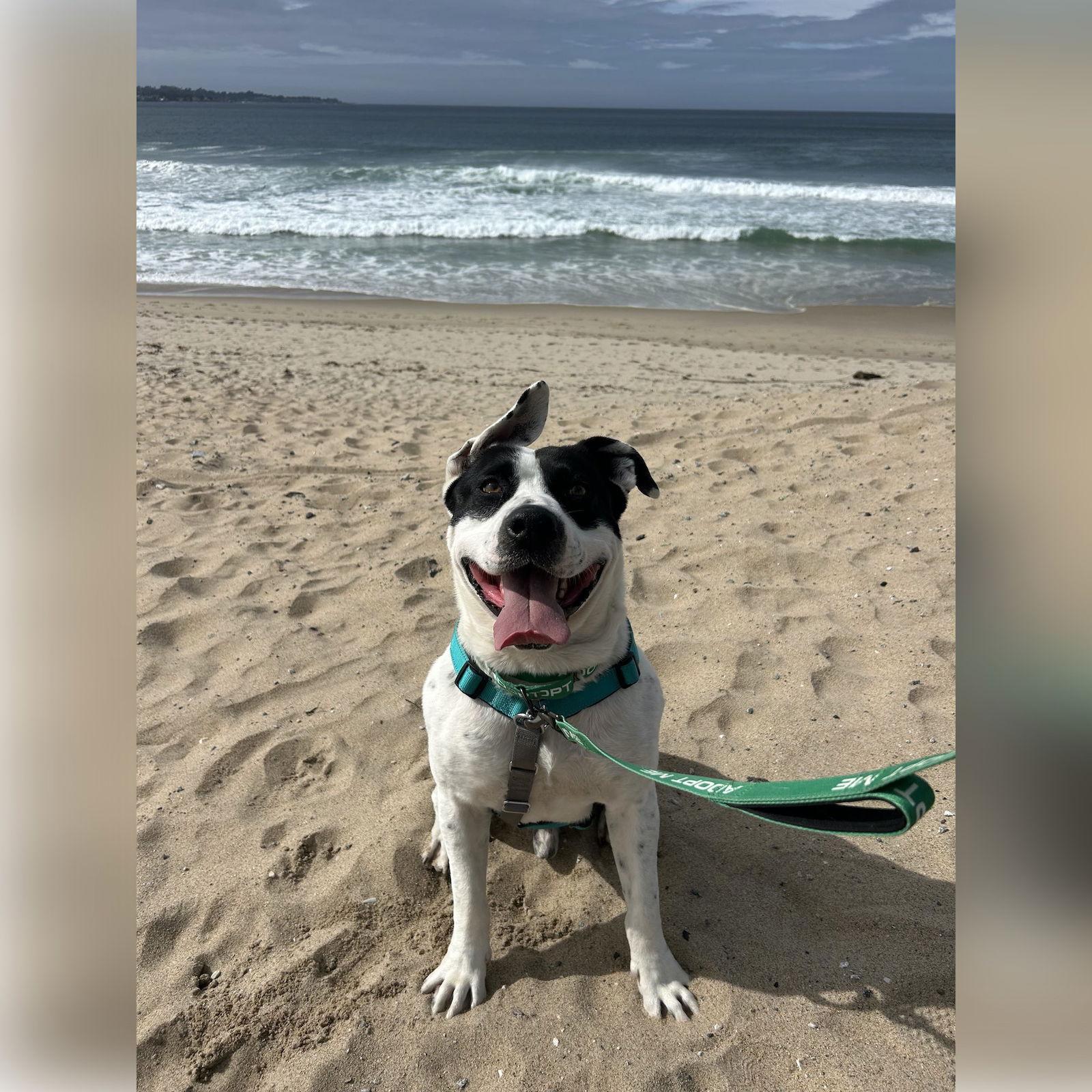 Enlarge Nico, a Adopted Staffordshire Bull Terrier in San Jose, CA image 2/3