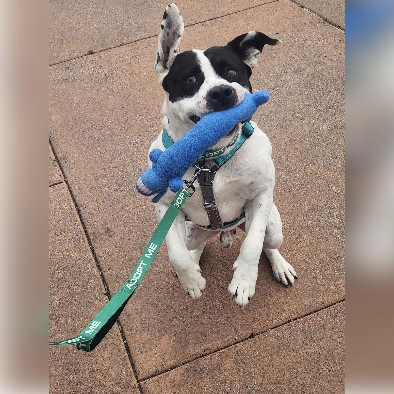 Enlarge Nico, a Adopted Staffordshire Bull Terrier in San Jose, CA image 3/3