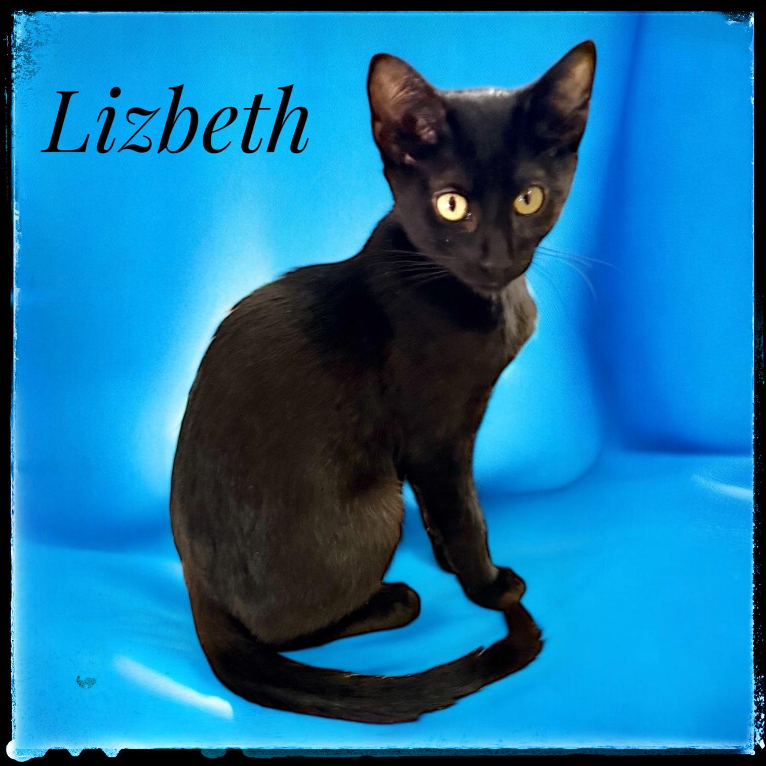 Enlarge Lizbeth, a Adoptable Domestic Short Hair in El Cajon, CA image 1/1
